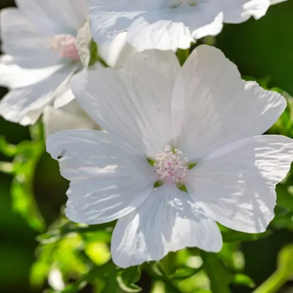 Arabian White Musk